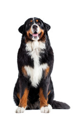 Bernese mountain dog