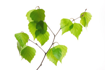 Birch twig
