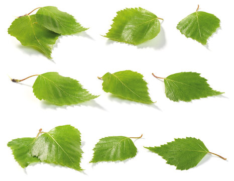 Birch leaves collection