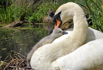 Mute Swan Female And Cygnet