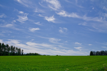 Obraz premium Green field