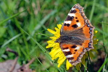 Small Tortoiseshell Butterfly