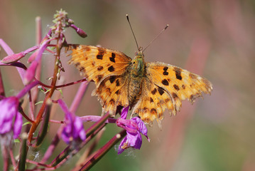 Comma Butterfly