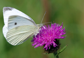 Orange Tip Butterly Female