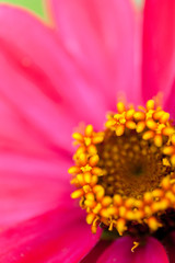 赤い花びらのアップ