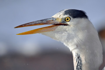 Grey Heron