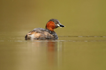 Little Grebe