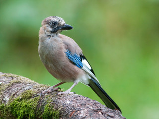 Jay