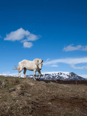Naklejka premium Iceland - horse
