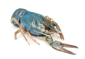 sea crayfish
