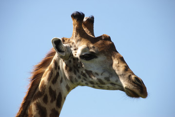 Giraffe