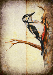 bird of our area - woodpecker