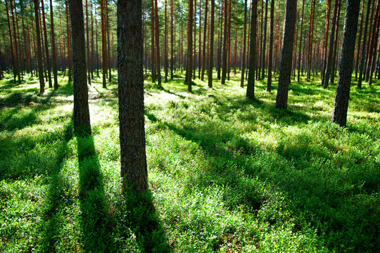 Fototapeta pine trees with shadows in evening light