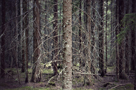 Fototapeta Thick forest with bare trunks of spruce trees