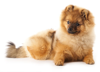Obraz premium German Spitz dog on white background