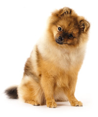 Obraz premium German Spitz dog on white background
