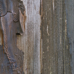 Old aged weathered grunge color-peel wood texture, detailed