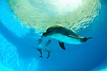 Naklejka premium Dolphins under water