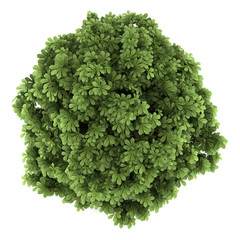 Obraz premium top view of bottlebrush buckeye bush isolated on white