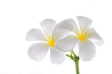 Fototapeta na wymiar flowers frangipani