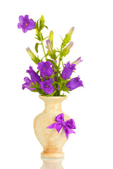 blue bell flowers in vase isolated on white