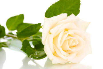 Beautiful rose isolated on white