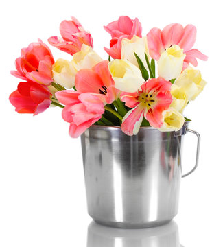 beautiful pink tulips in bucket isolated on white.