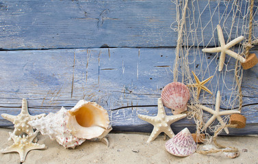 Urlaubserinnerung: Nautilus, Seesterne und Strandgut