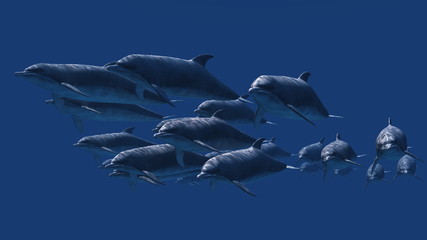 イルカ © tsuneomp