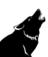 Wolf on a white background