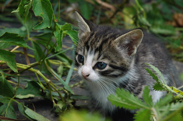 Kitten peeking from the grassy field