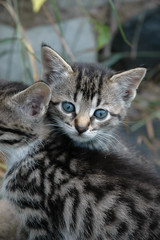 Kitten peeking over sibling