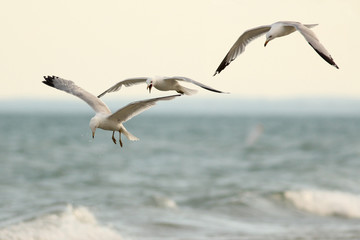 Fototapeta na wymiar Pair of Ring-billed Gulls (Larus delawarensis) Foraging in Flight over Lake Huron - Grand Bend, Ontario, Canada