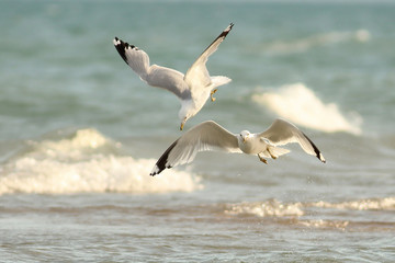 Fototapeta na wymiar Pair of Ring-billed Gulls (Larus delawarensis) Foraging in Flight over Lake Huron - Grand Bend, Ontario, Canada