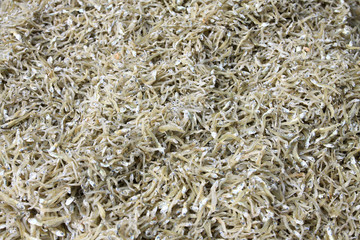 Small pisces get air-dried