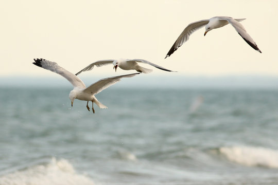 Pair of Ring-billed Gulls (Larus delawarensis) Foraging in Flight over Lake Huron - Grand Bend, Ontario, Canada