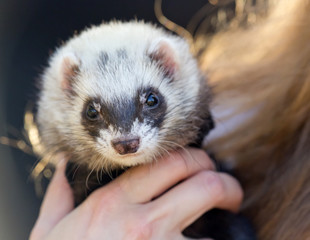 Fototapeta premium Portrait of a polecat