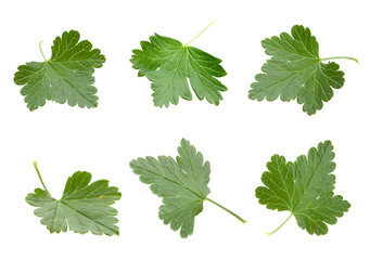 Gooseberry leaf set