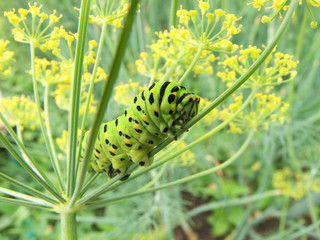 Гусеница махаона