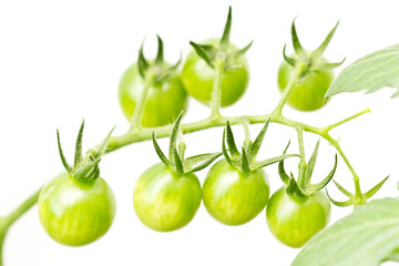 Cherry tomatoes are not ripe yet