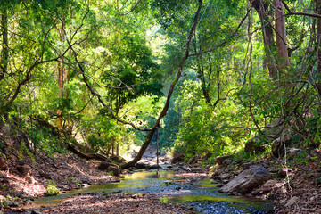 Obraz premium river through the forest