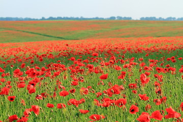 Poppy field