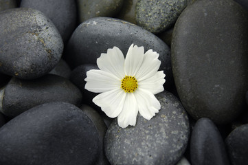 Fototapeta na wymiar Makro z białego kwiatu na kamienie