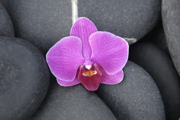 Fototapeta na wymiar Macro of orchid on pebbles