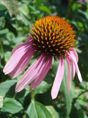 Echinacea