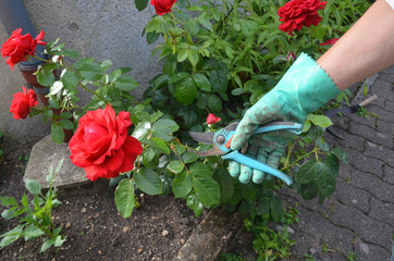 jardinage