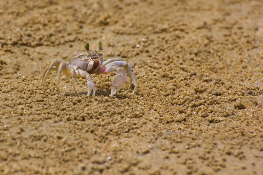 Ocypode ceratophthalama crab on the beach