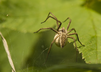 Pisaura mirabilis