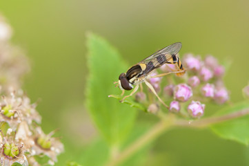 Hoverfly