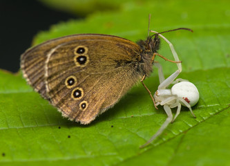 Obraz premium Attack Misumena vatia on Aphantopus hyperantus